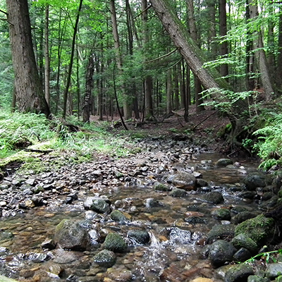 A stream runs through small rocks surrounded tall green trees.