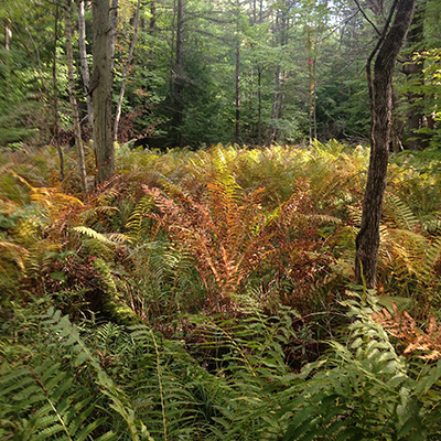 A field of ferns in the woods surrounded by trees. The ferns are green, red, orange, and the trees are tall and have green leaves.