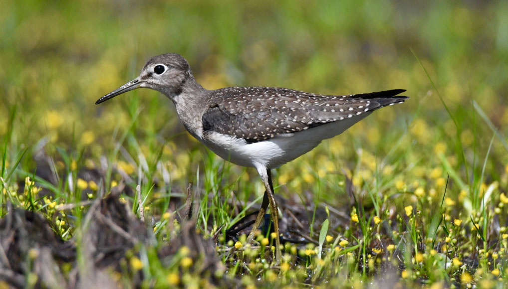A small bird with brown and white feathers and a long, slender bill is standing in a field of yellow flower buds and green grass.