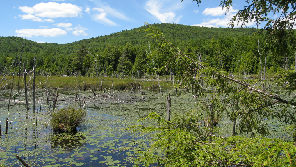 A swamp with water lilies and some dead trees. The water lilies are in full bloom, and their bright green color contrast with the dark and murky water. Green trees are visible in the distance.
