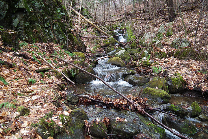 A small, clear stream runs through a wooded area with tall, mossy trees, and mossy rocks. Some trees look bare.