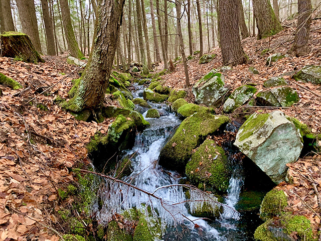 A small stream runs through some tall trees and mossy rocks.