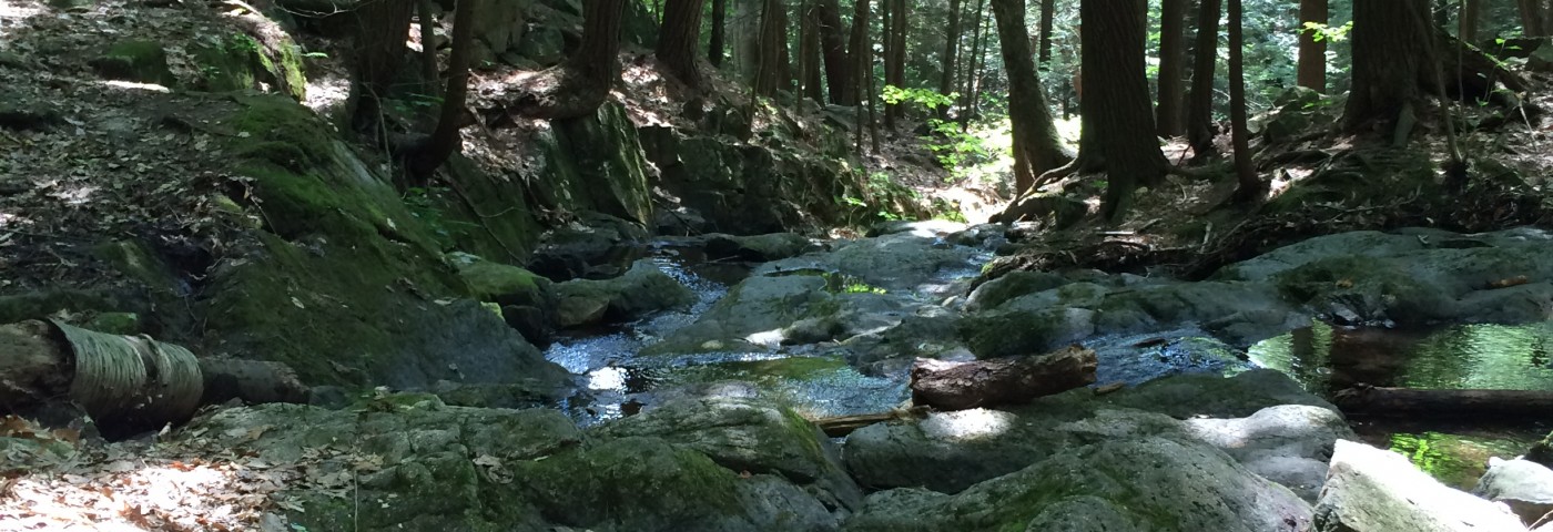 A stream winds through some moss covered rocks surrounded by thcik forest.