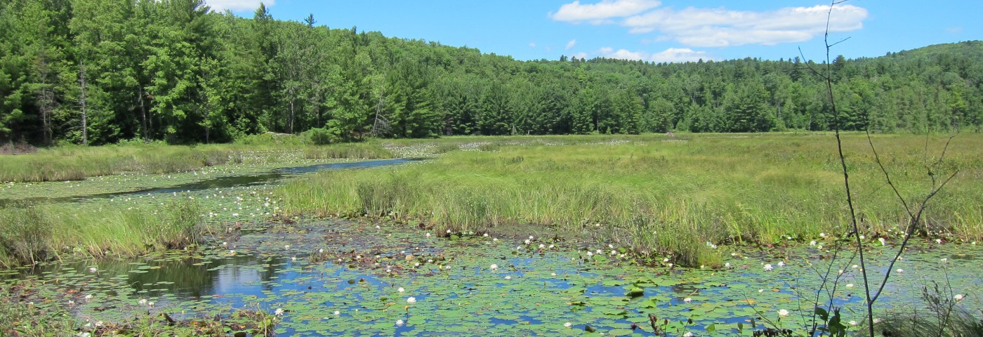 Panoramic view of a pond filled with lily pads and mountains in the background at Amy's park