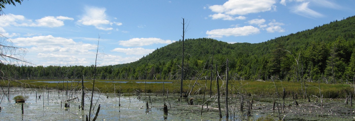 A pond filled with dead trees surrounded by green trees.