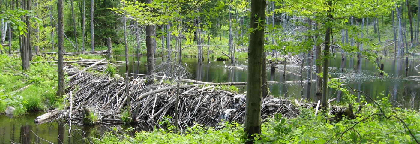 A weathered pile of logs sits amidst a swamp, surrounded by tall trees and lush vegetation.