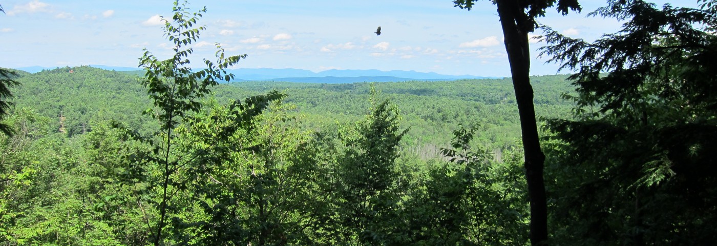 A scenic view of a large forest area with mountains in the diatcne. There is an eagle flying over head.