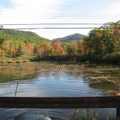Several ducks swimming peacefully in the water with red and green trees surrounding them and mountains in the background.