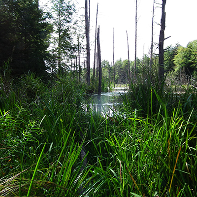 A serene wetland with tall grasses and cypress knees emerging from the water, with trees silhouetted against a bright backdrop.