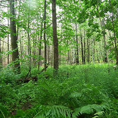A lush green forest with ferns growing along a path.