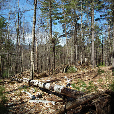 Sun-dappled forest floor with a fallen log