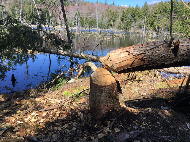 Sunlight shines on a beaver-chewed tree stump, highlighting the smooth, angled cuts made by their incisors.
