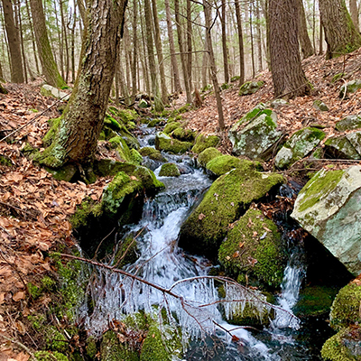 A small stream runs through some tall trees and mossy rocks.