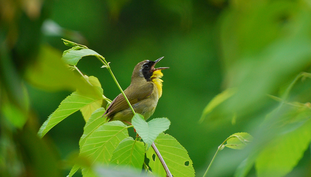 A bird perched on a branch of a tree singing.