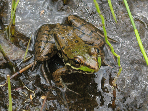 A green frog rests in a muddy puddle.