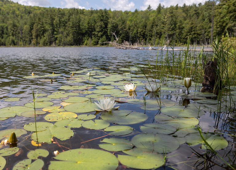 Pole Hill Pond - Lake George Land Conservancy