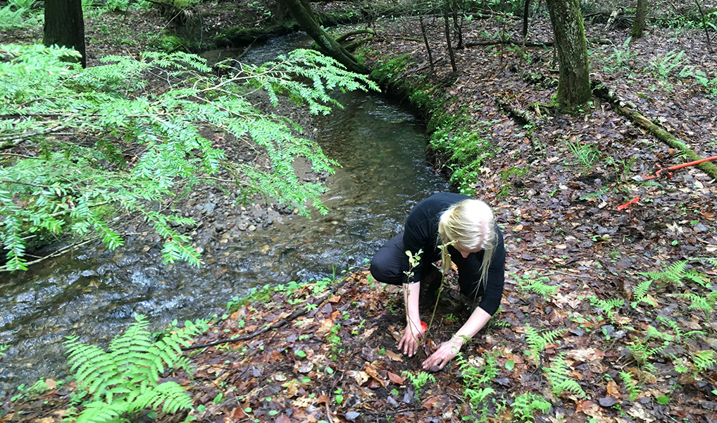 A woman is planting a tree next to a stream of water surrounded by green trees.