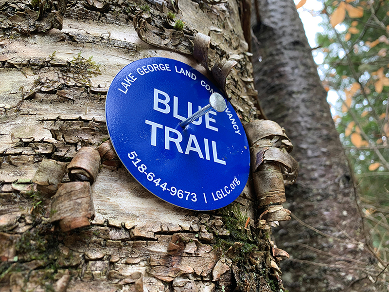 A blue circular trail sign with white lettering is pinned to a tree trunk. The sign reads "Blue Trail Lake George Land Conservancy 518-644-9673 LGLC.org"