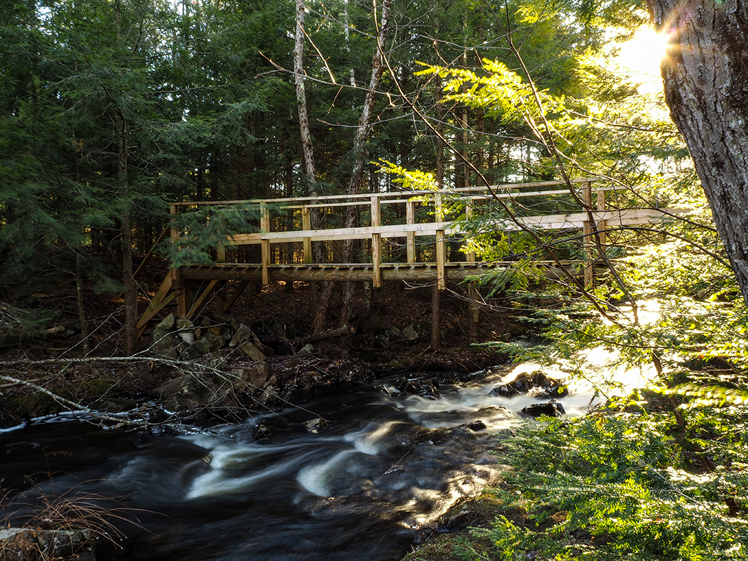 A bridge over a small stream in a dense forest area.