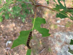 A spongy moth caterpillar eats a leaf.