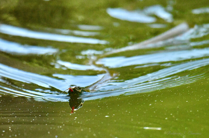 Water snake by Rebecca S. Clemens