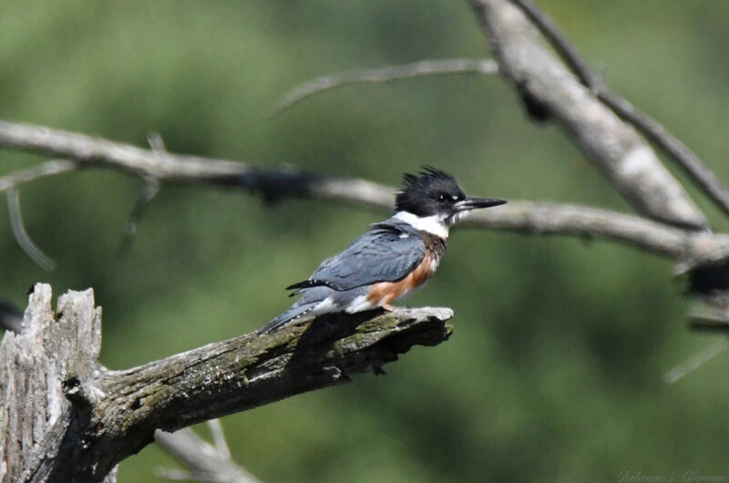 Belted Kingfisher by Rebecca S. Clemens