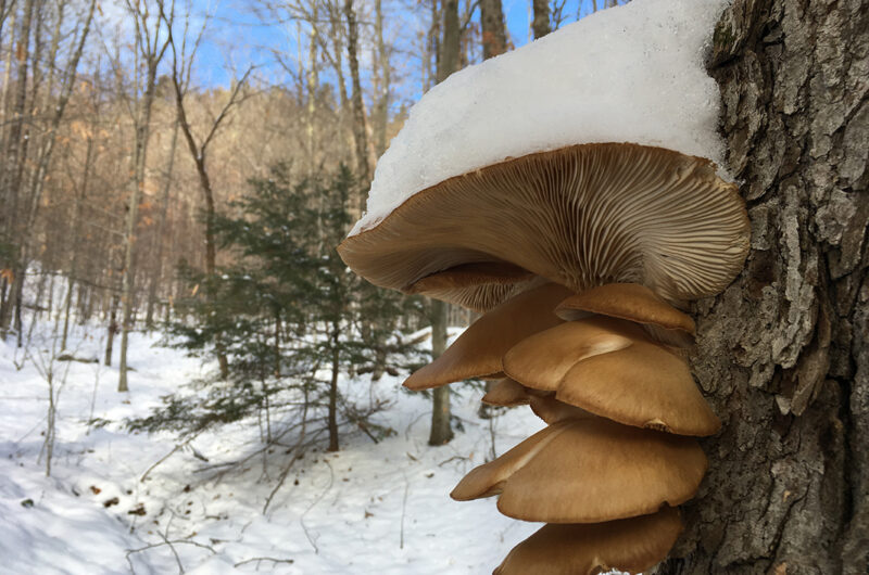 Snowy mushrooms by Alex Novick