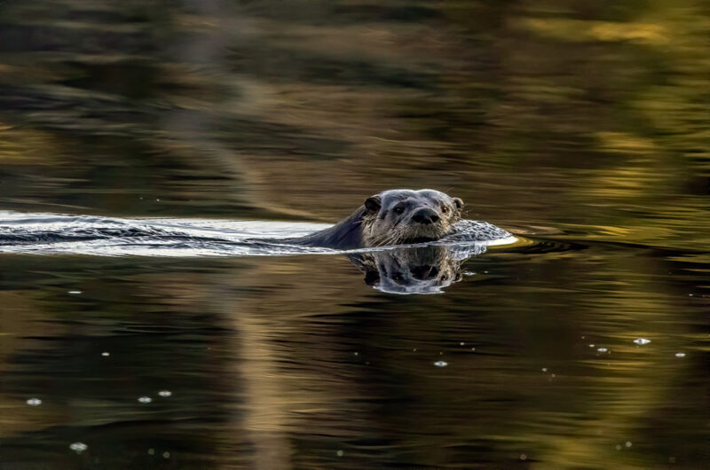 Otter by William Adamczak