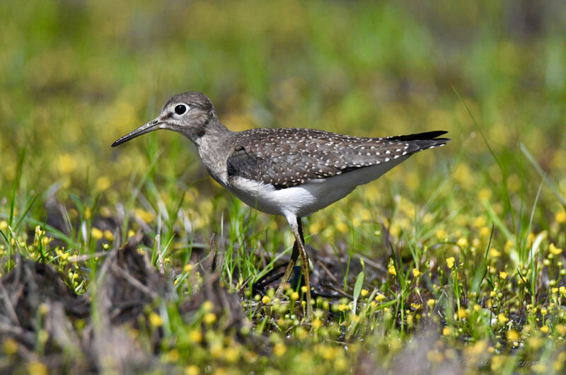 Solitary Sandpiper by Rebecca S. Clemens