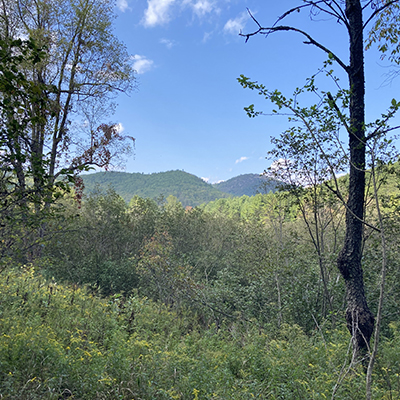 The image shows a view of mountains from the woods. The woods are dense and green, with tall trees and lush bushes.