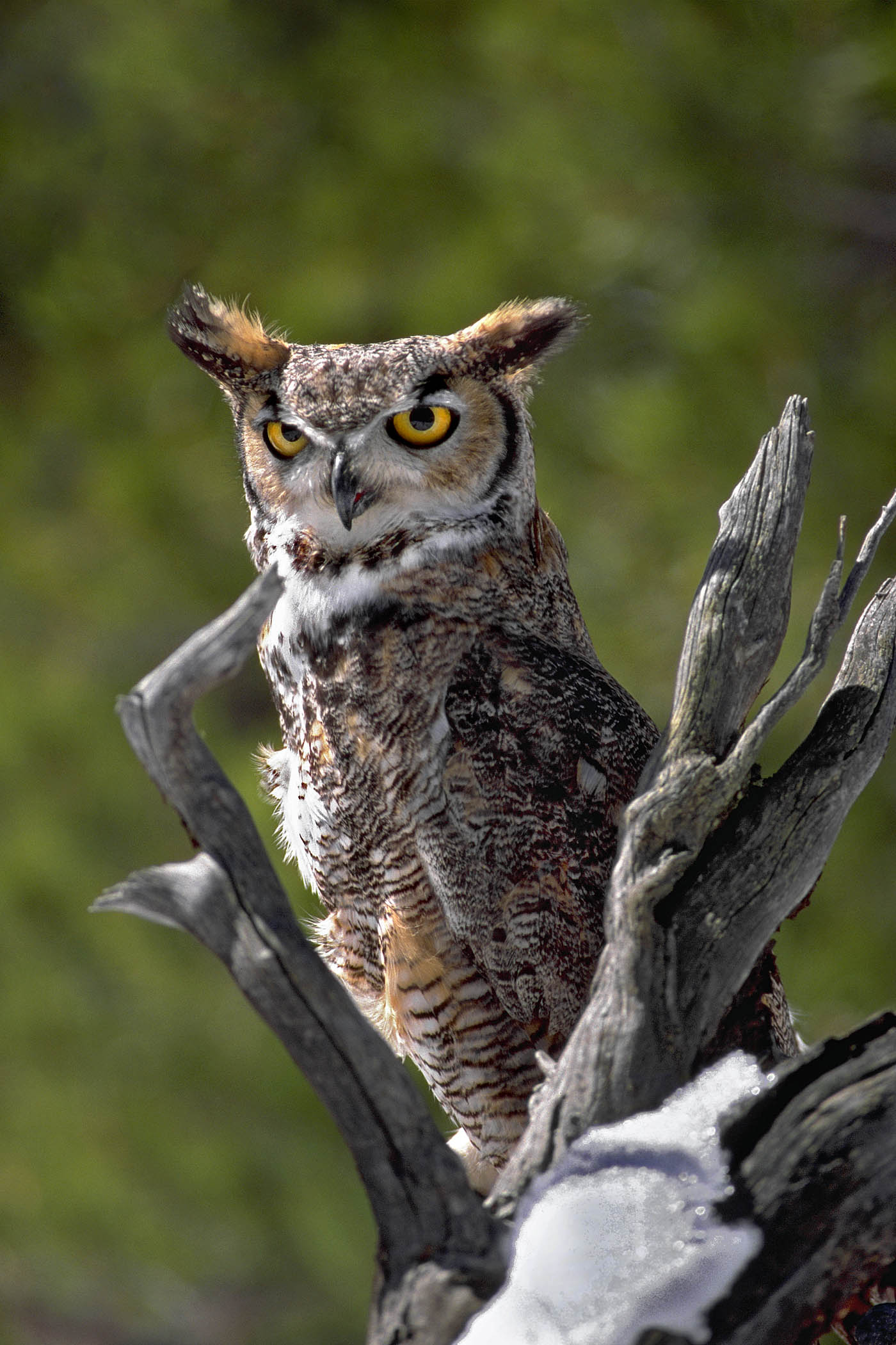 Great horned owl sitting on a tree branch.