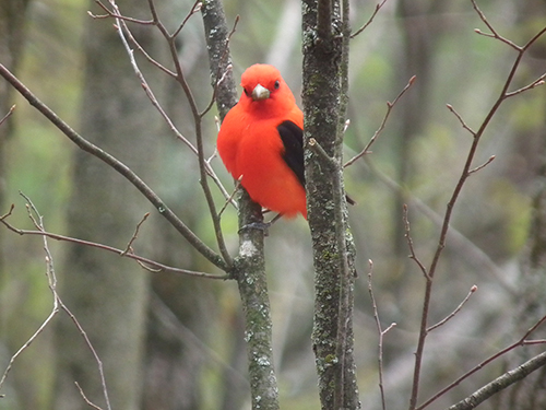 A bright red scarlet tanager is perched on gray tree branches.