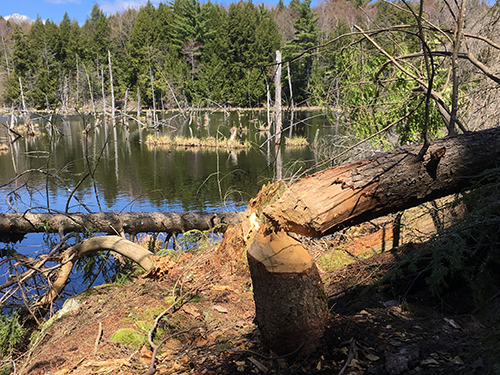 A beaver-chewed tree lays on the ground in front of a pond. Green conifers are reflected on the water.