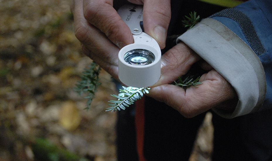 Close-up of hands - one holds a magnifying lens on top of a hemlock branch held by the other hand.