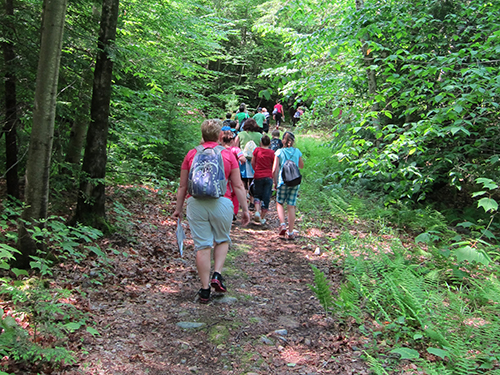 A large group of people walk through a path surrounded by lush green trees.