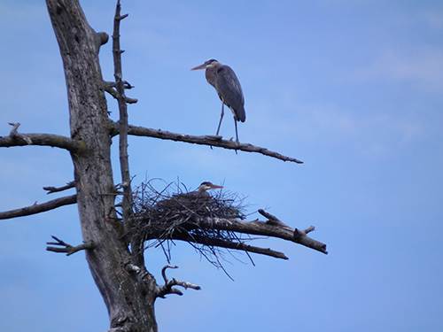 A large gray and white heron is standing on top of a tree branch next to a nest. The nest is made of sticks and leaves.