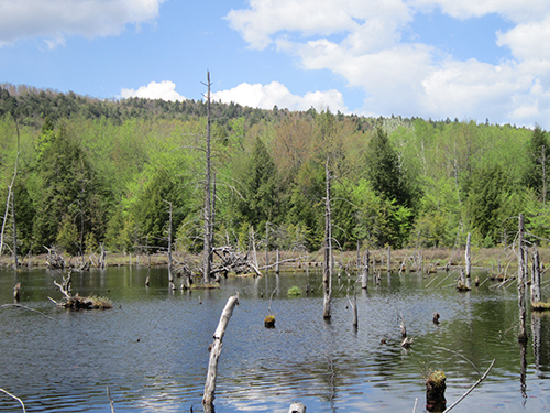 A pond filled with dead trees surrounded by green trees.