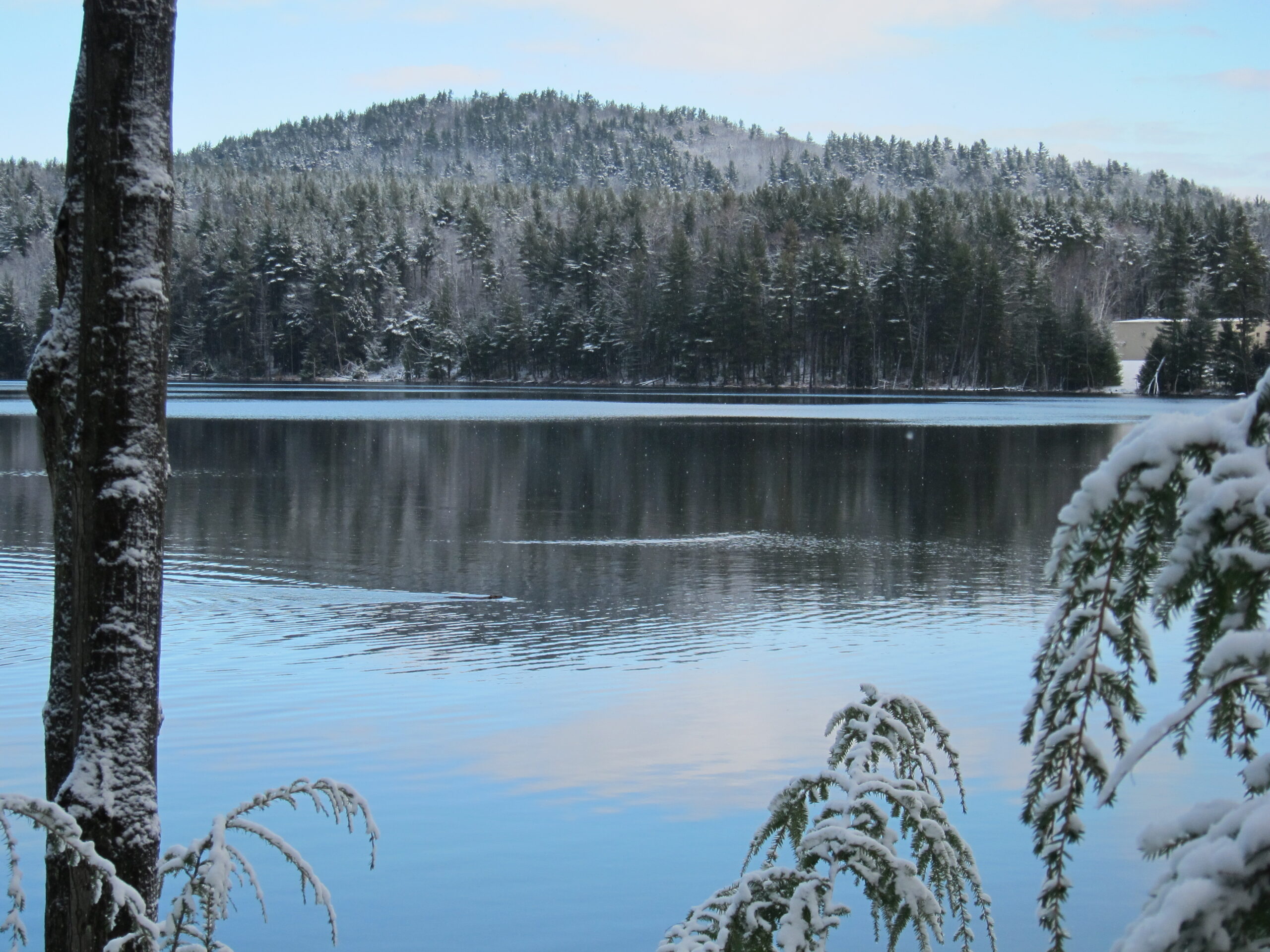 Tranquil winter scene of a lake and snow-covered forest