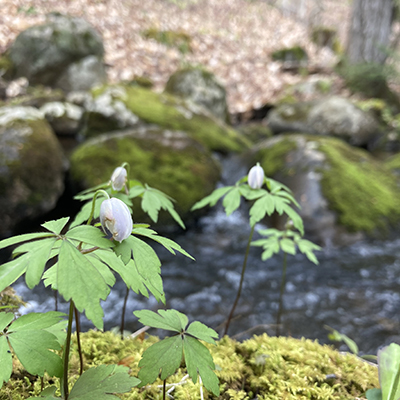 Pale blue flowers on tall stems with umbrella-like green leaves grow alongside a gently rippled stream. Green moss covers the forefront, and the stream is edged with large moss-covered rocks.