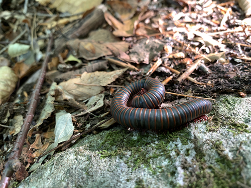 A millipede is coiled on a rock covered in moss, brown leaves and pine needles.