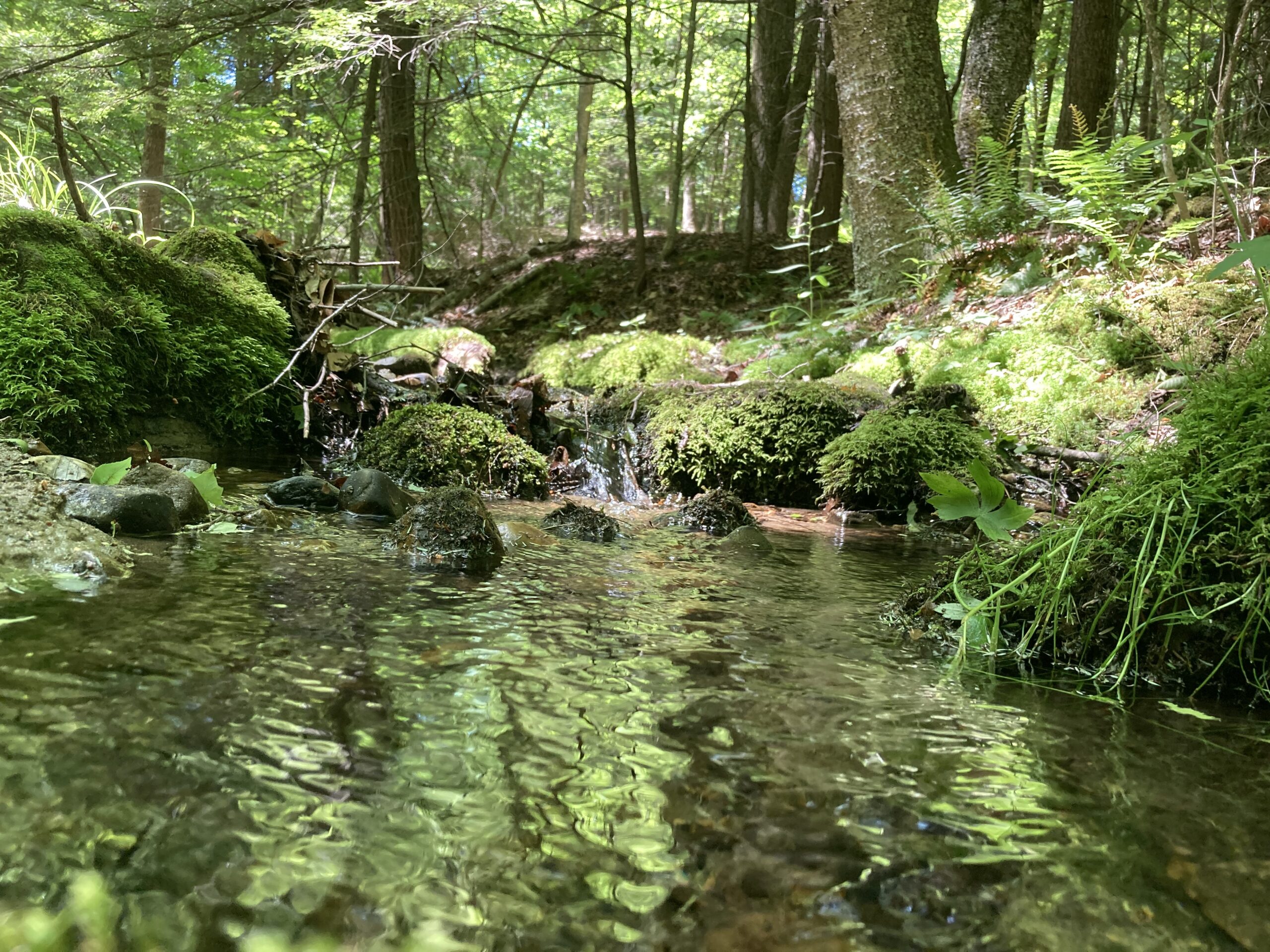 A shady, pebbly stream flows by mossy rocks through a lush green forest.
