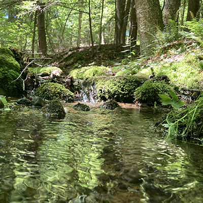A rippling stream flows down green mossy rocks, in a wooded forest.